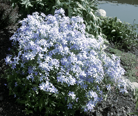 phlox divaricata