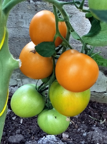 Tomato Mandarinka
