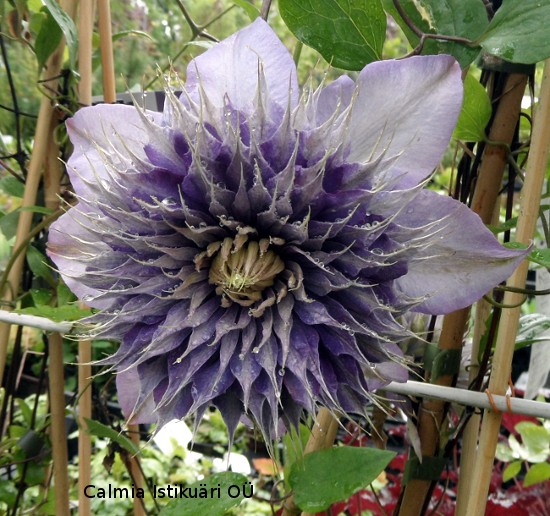 Clematis Multi Blue