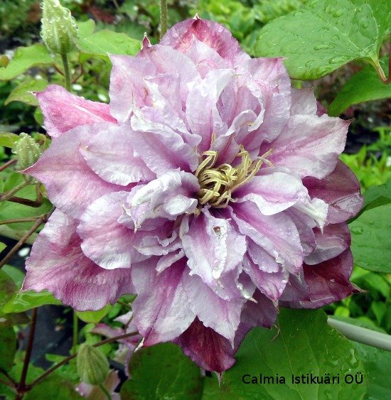 Clematis Piilu