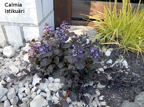 Ajuga reptans ´Black Scallop´