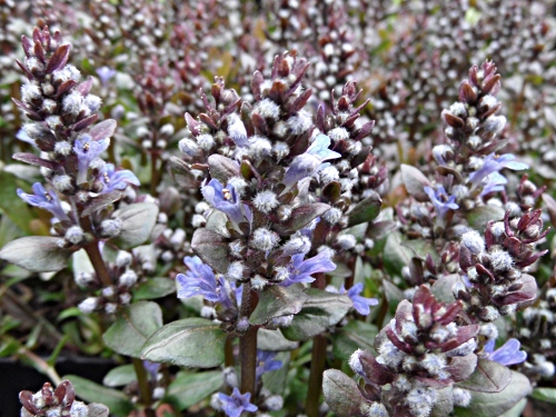 Ajuga tenori ´Walfreda´