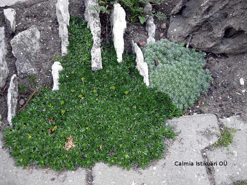 Azorella trifurcata ´Nana´