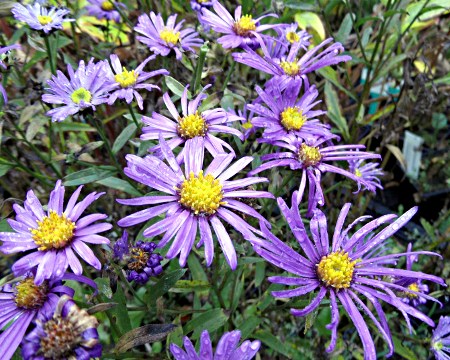Aster amellus ´Veilchenkönigin´