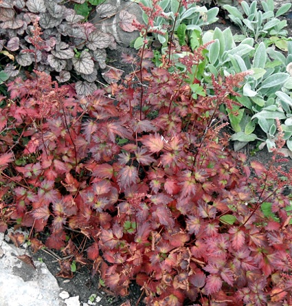 Astilbe 'Color Flash'