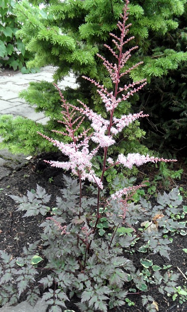 Astilbe 'Delft Lace'