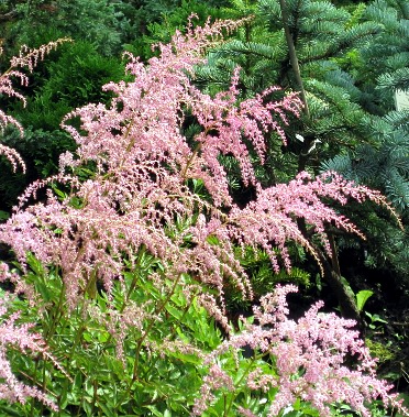 Astilbe 'Flamingo'
