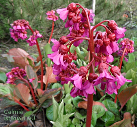 Bergenia ´Winterglut´