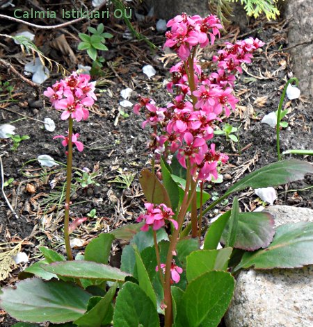 Bergenia ´Pink Dragonfly´