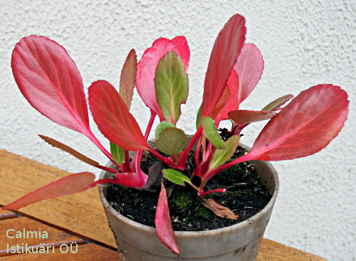 Bergenia ´Pink dragonfly´