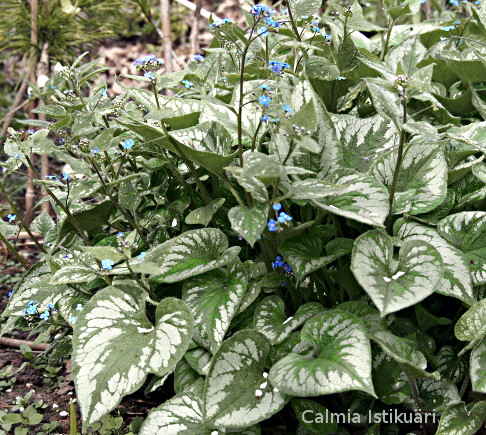 Brunnera macrophylla ´Emerald Mist´