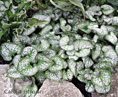 Brunnera ´Jack Frost´