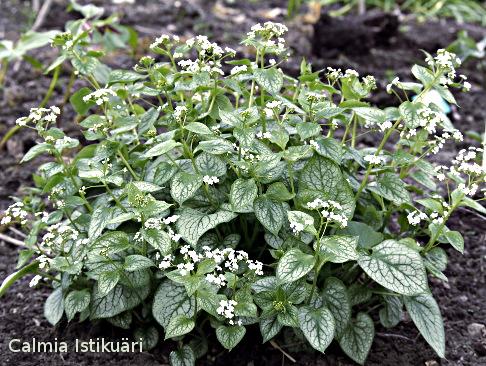 Brunnera ´Mister Morse´