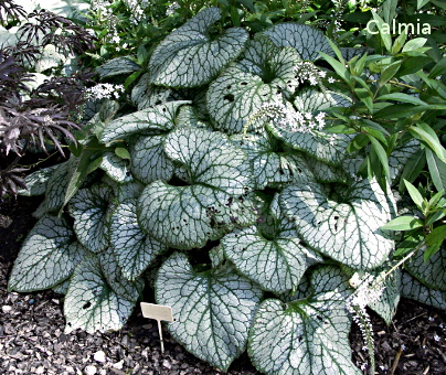 Brunnera ´Jack Frost´