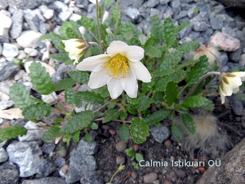 Dryas octopetala