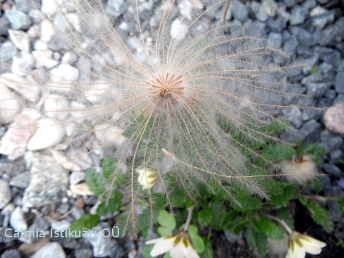 Dryas octopetala