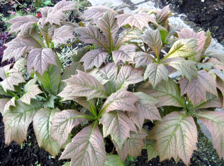 Rodgersia 'Rotlaub'