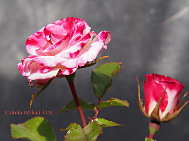 Rosa ´Abigale´