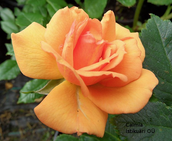 Apricot Nectar