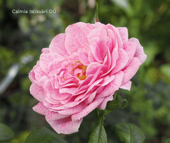 Rosa ´Camelot´