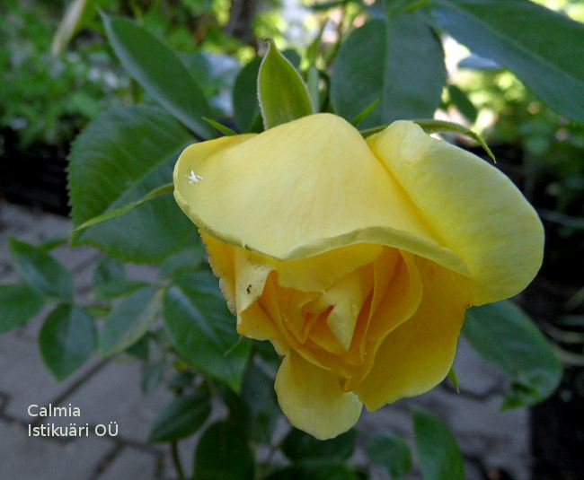Rosa ´Golden Shower´