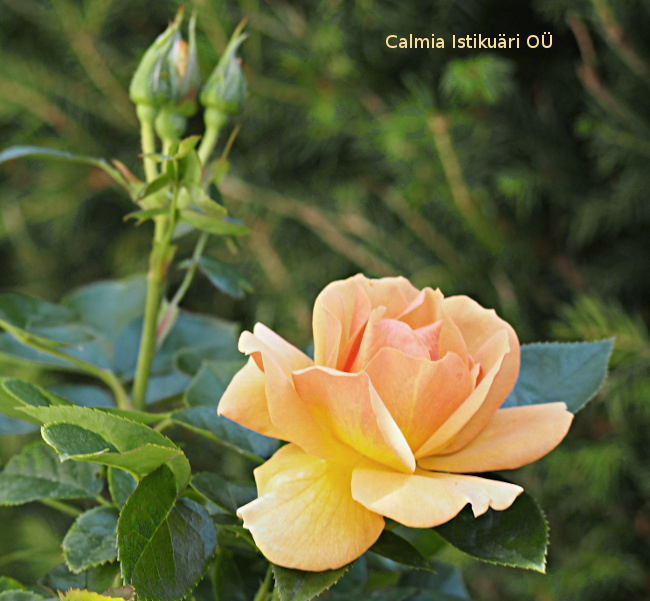 Rosa ´Hansestadt Rostock´