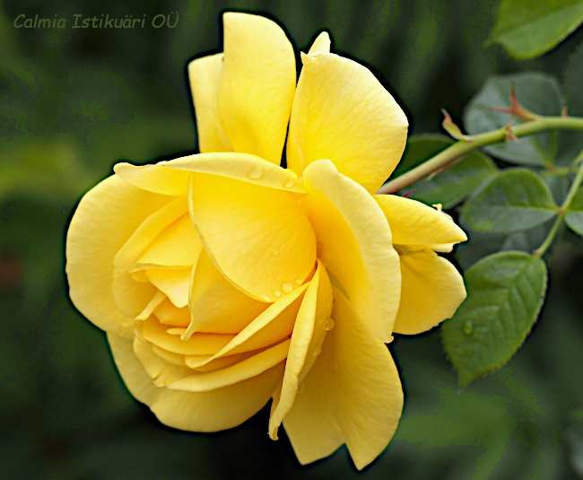 Rosa ´Inka´