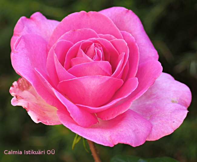 Rosa ´Lady Like´