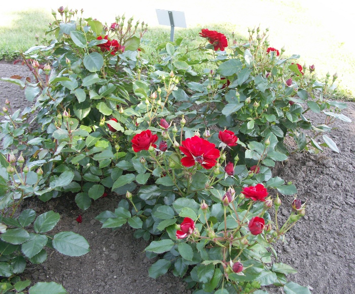 Rosa ´Montana´