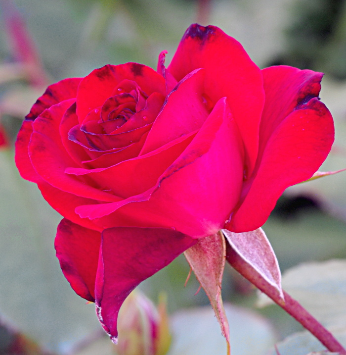 Rosa ´Montana´