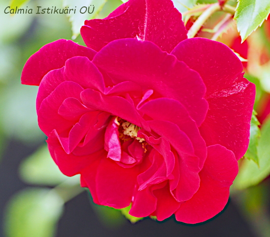 Rosa ´Salsa´