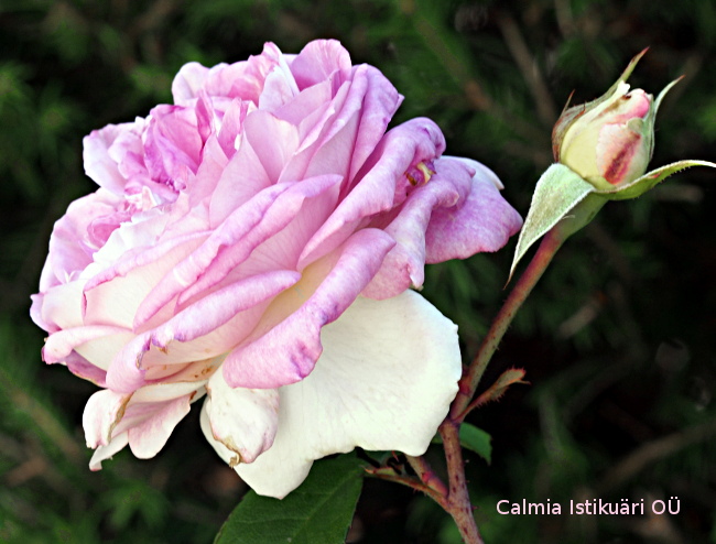 Rosa ´Saphir´