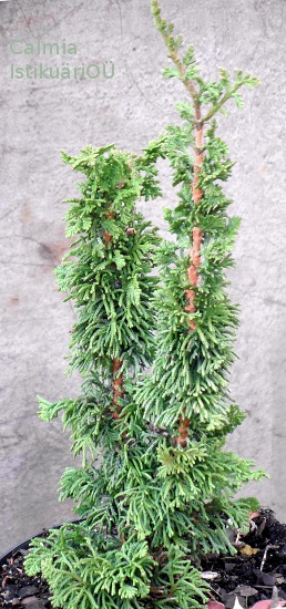 Thuja occidentalis ´Malonyana Holub´