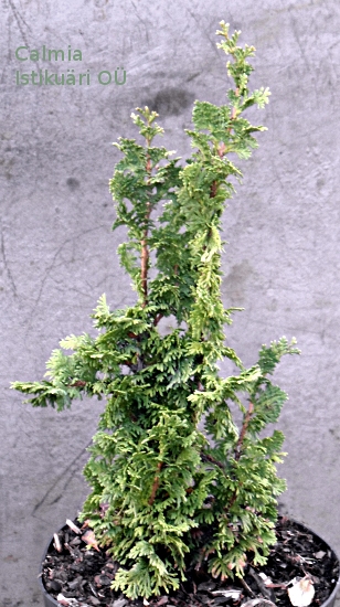Thuja occidentalis ´Zmatlik´