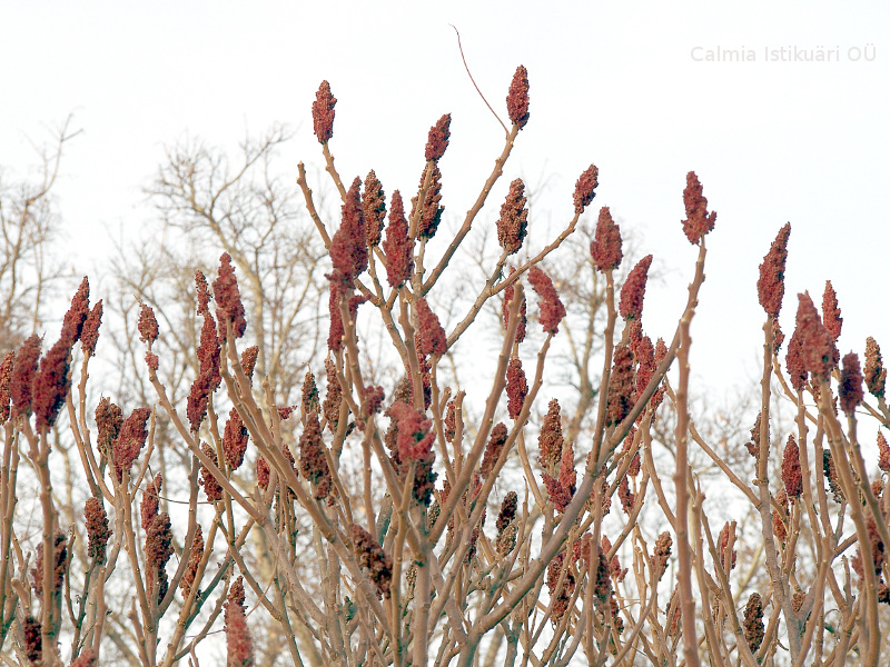 Rhus typhina