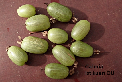 Actinidia kolomikta