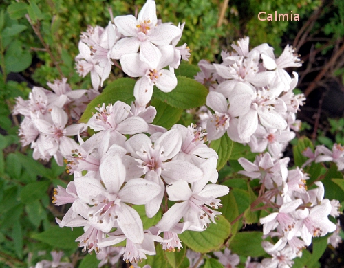 Deutzia x hybrida 'Magicien'