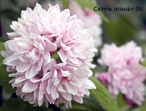 Deuzia hybr. ´Pink Pom-Pom´