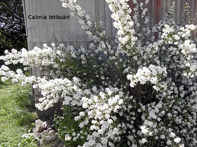Philadelphus ´Innocense´