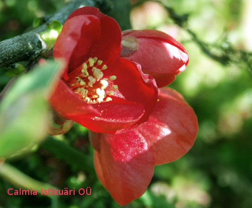 Chaenomeles japonica