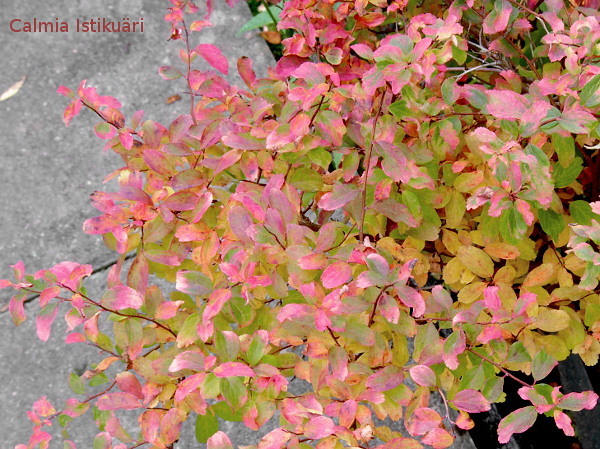 Spiraea nipponica Gerlves Rainbow in autumn