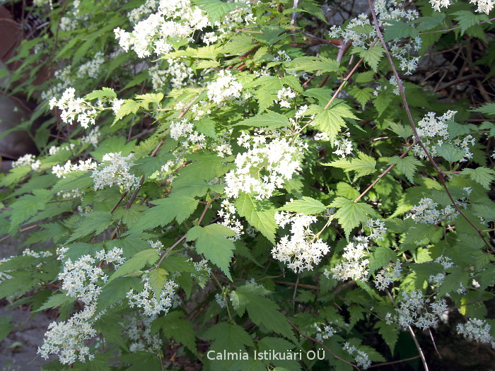 Spiraea incisa