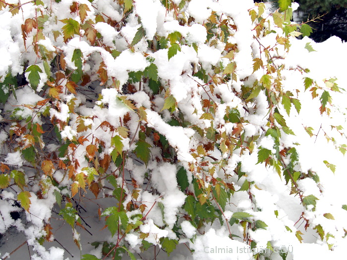 Spiraea incisa