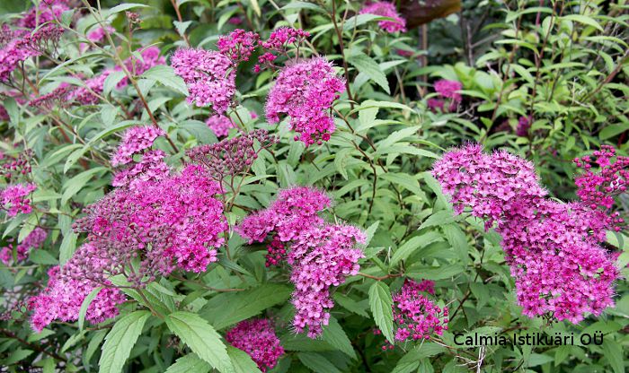 Spiraea japonica