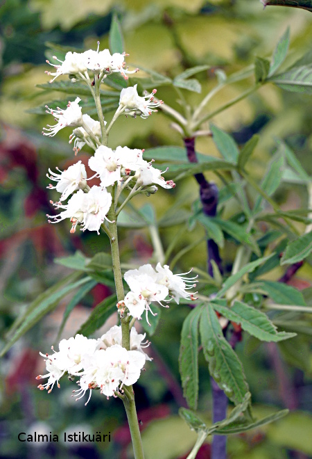 Aesculus hippocastanum ´Digitata´