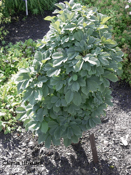 Aesculus hippocastanus ´Monstrosa´