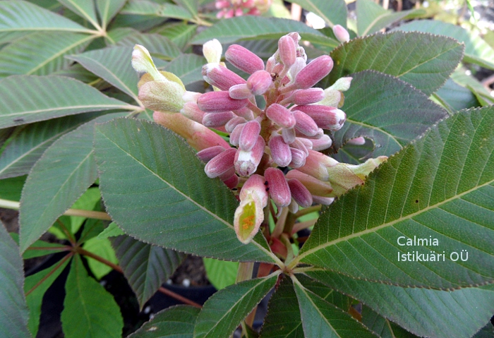 Aesculus pavia ´Koehnei´