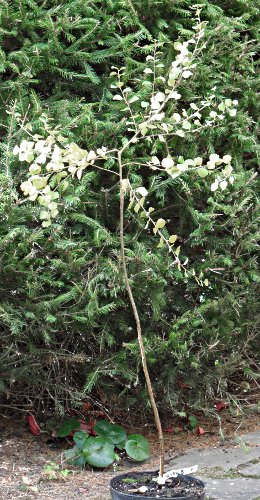 Betula nana