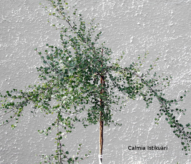 Betula nana Vaevakask