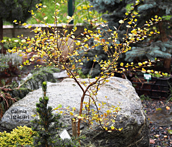 Betula x plettkei Golden Treasure